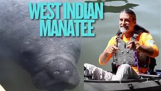 Thumbnail: West Indian Manatees of the Indian River Lagoon: Facts, Behavior & Where to Find Them | BK Adventure