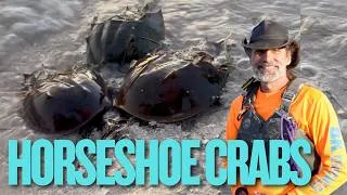 Thumbnail: Horseshoe Crab Facts: Anatomy, History & Where to Find Them | BK Adventure