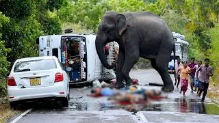 Thumbnail: Giant Highway Robber! 5-Ton Wild Elephant Demands Food from Drivers #elephantattack #elephant