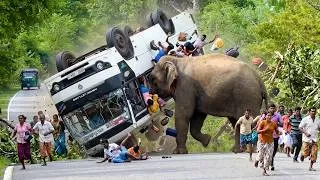 Thumbnail: Highway Terror: Enormous Bull Elephant Charges and Flips Vehicles #elephantattack