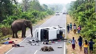 Thumbnail: Wild Elephant Attacks Vehicle on Highway! (Terrifying Encounter) #elephantattack