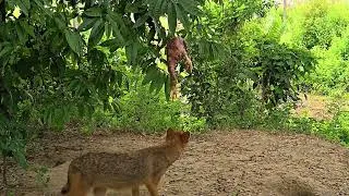 Thumbnail: Chicken Fox
