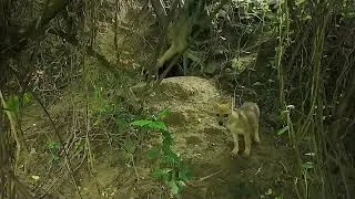 Thumbnail: Little Jackal  & his den.