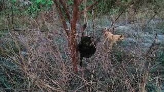 Thumbnail: Duck, Dog, Jackal & real sound of nature. 