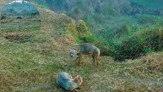 Thumbnail: THE BEHAVIOUR OF WILD GOLDEN JACKALS. 