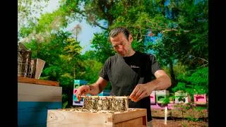 Thumbnail: What Every Beekeeper Needs To Know In August