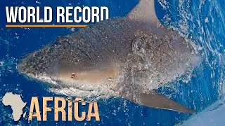 Thumbnail: World Record Size Bull Shark Caught in Africa