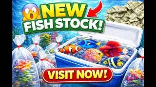 Thumbnail: We Got NEW Fish Stock 😳 Don’t Miss These Rare Beauties!