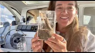 Thumbnail: Create habitats, study animals, amazing cage