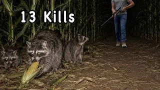 Thumbnail: These Raccoons Ate My Corn… now they must pay