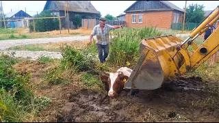 Thumbnail: EMERGENCY! Tractor Pulls COW From DEEP Manhole #animalrescue #cow #shorts
