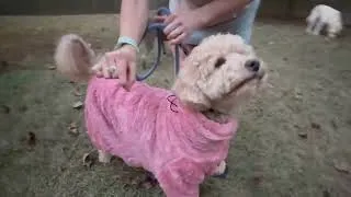 Thumbnail: Pinellia Dog Winter Coat for Small Medium Large Dog for Run Walk Sleep Warm Fleece Pet Sweater & Win
