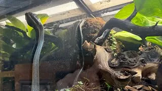 Thumbnail: Feeding My Adorable Baby Snakes: Watch Them Eat!