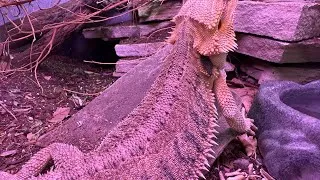 Thumbnail: Think Twice Before Gifting Reptiles For Christmas!