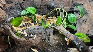 Thumbnail: Building An Epic Red Eye Crocodile Skink Habitat: Final Part