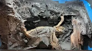 Thumbnail: Building An Epic Red Eye Crocodile Skink Habitat: Part 2!