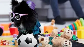 Thumbnail: Pomeranian Puppy Thinks He's a Footballer