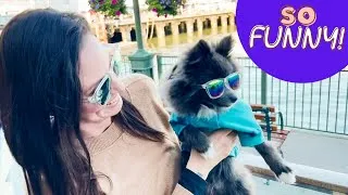 Thumbnail: Pomeranian Puppy goes FINE DINING!! (In San Francisco!)