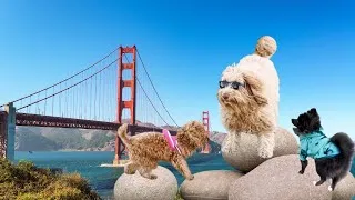 Thumbnail: FUNNY & CUTE Puppy Video!! (At the Golden Gate Bridge!)