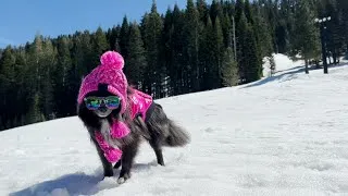 Thumbnail: Pomeranian Puppy SEEING SNOW for the First Time!!