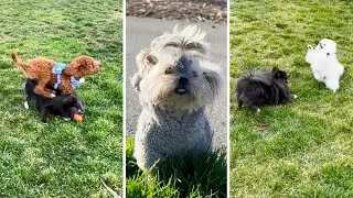 Thumbnail: Cute Puppies Doing FUNNY THINGS at the Park!