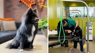 Thumbnail: Pomeranian Puppy's FIRST HAIRCUT!