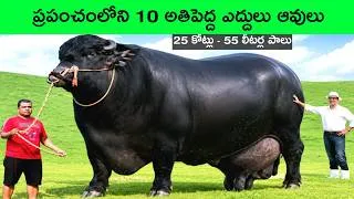 Thumbnail: Top 10 biggest Bulls in the world | Largest Bulls in the world | biggest cows | Largest cows