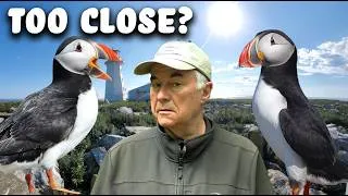 Thumbnail: These ATLANTIC PUFFINS Are Close Enough To TOUCH.