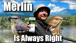 Thumbnail: The MERLIN Bird Identification App Gets an UNFAIR Test