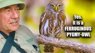 Thumbnail: This FERRUGINOUS PYGMY-OWL joins me in the Rio Grande Valley, Texas.