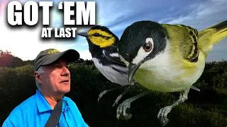 Thumbnail: GOT 'EM! Golden-cheeked Warbler and Black-capped Vireo.