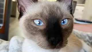 Thumbnail: Our cats will & grace#ai #siamese #catlovers10m 🐈😻🙀😿🐈😻❤️🇬🇧🎸🎼❤️