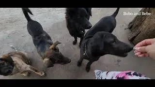 Thumbnail: สุนัขไทยน่ารักกว่าที่คิด น้องหมา🐶 Thai Dogs and Puppies🐶🐶
