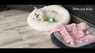 Thumbnail: Puppies ,Playing แย่งของเล่นกัน🐶🐶