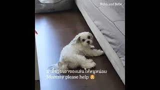 Thumbnail: ม่ามี้ช่วยเอาของเล่นหน่อย🐶🐶 Bobo and Bebe