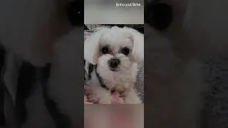 Thumbnail: So cute Puppies 🐶  เจ้าตัวแสบอ้อนม่ามี้