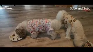 Thumbnail: หลังผ่าตัดทำหมันวันที่ 3 น้องโบโบ และ บีบี Day 3 after surgery, Bobo and Bebe