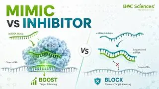Thumbnail: miRNA Mimic vs Inhibitor: How to Choose the Right Experimental Tool - BOC Sciences