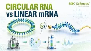 Thumbnail: Circular RNA vs Linear mRNA: Design and Manufacturing Tradeoffs - BOC Sciences