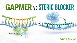 Thumbnail: ASO Gapmer vs Steric Blocker: Mechanism, Chemistry, and Use Cases - BOC Sciences