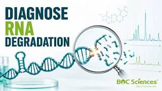 Thumbnail: RNA Stability Problems: Diagnose Degradation Before You Redesign - BOC Sciences
