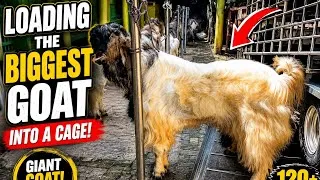 Thumbnail: Loading the Biggest Goat Into a Cage!