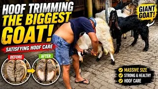 Thumbnail: Hoof Trimming the Biggest Goat I've Ever Seen!