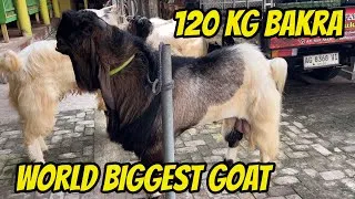 Thumbnail: GIANT Qurbani Goat! 120KG Big Bakra for Eid al-Adha 🐐🔥
