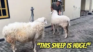 Thumbnail: The Biggest Sheep for Qurbani You’ve Ever Seen! Massive Giant Sheep