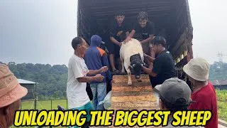 Thumbnail: Unloading the Biggest Sheep at the Farm | Massive Ram Arrival!