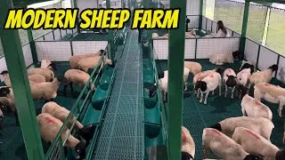 Thumbnail: Inside the World’s Most Advanced Modern Sheep Farming System 
