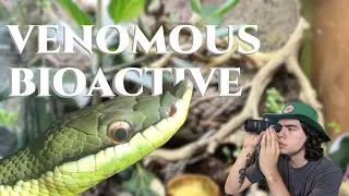 Thumbnail: Giving my Venomous Snake the Beautiful Custom Bioactive Vivarium She Deserves