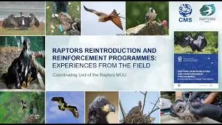 Thumbnail: Raptors Reintroduction and Reinforcement Programmes: Experiences from the Field (Webinar)