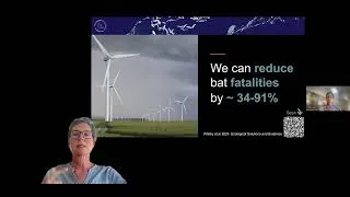 Thumbnail: Webinar: Reducing the risk of wind energy to bats